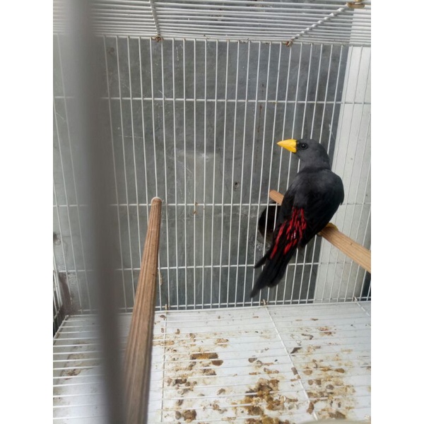 JALAK RIO RIO JANTAN (RAWATAN) GRAB/GOJEK