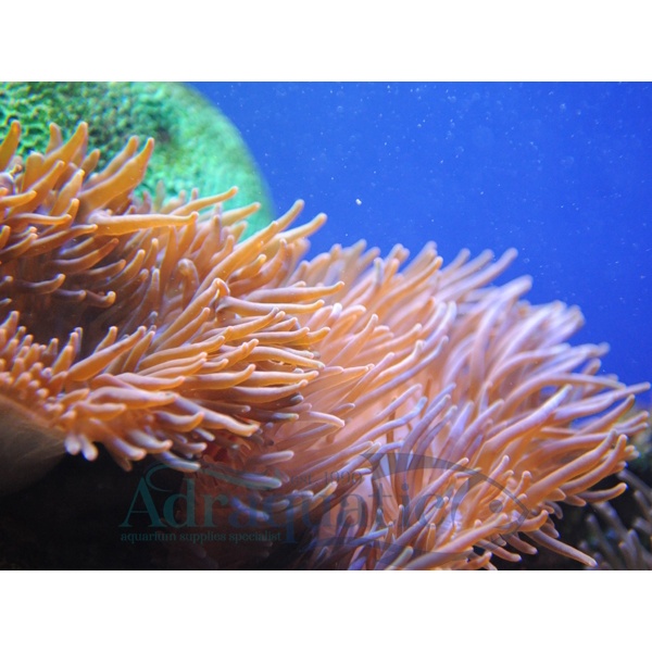 (INSTANT BANDUNG) ANEMON CLOWNFISH ANEMONE HIASAN TERUMBU KARANG CORAL TANAMAN AIR LAUT