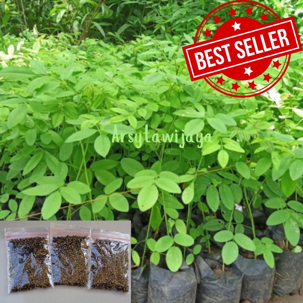 BIJI INDIGOFERA PAKAN TERNAK BERKUALITAS UNGGUL SIAP TANAM