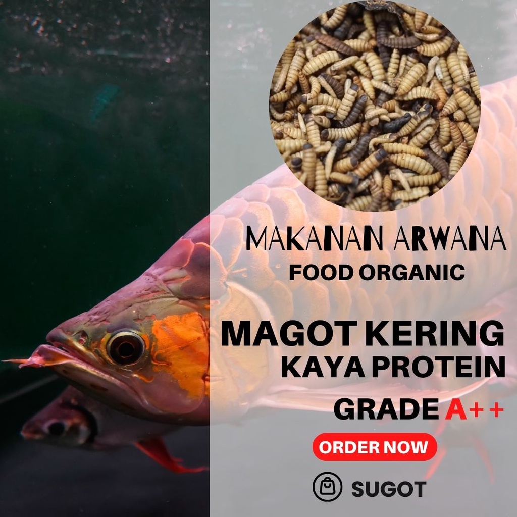 Pakan ikan Hias Arwana Golden red Jardini Predator Super Magot