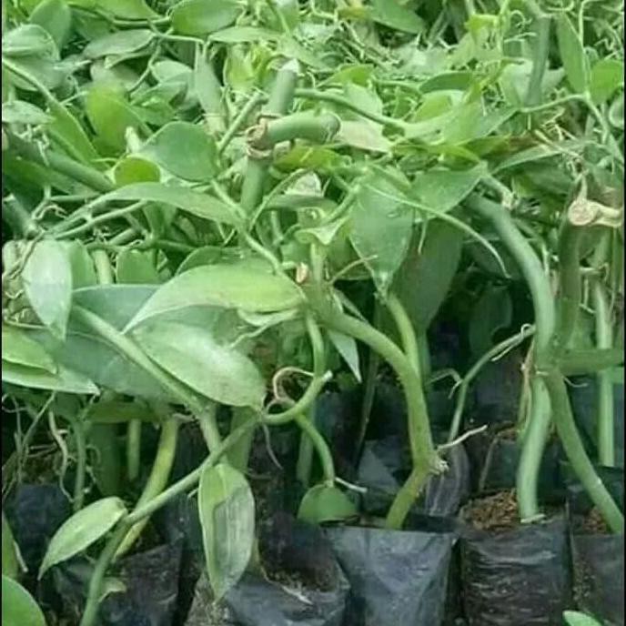 Crv Bibit Tanaman Vanili Plani
