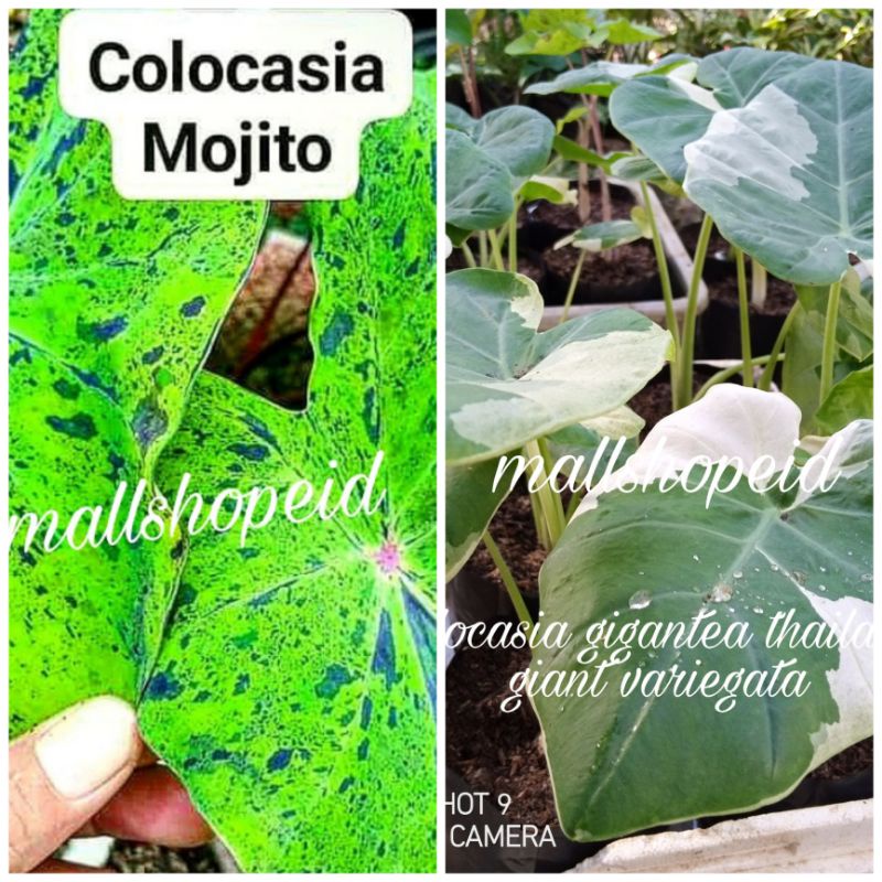 paket colocasia mojito dan gigantea thailand giant variegata