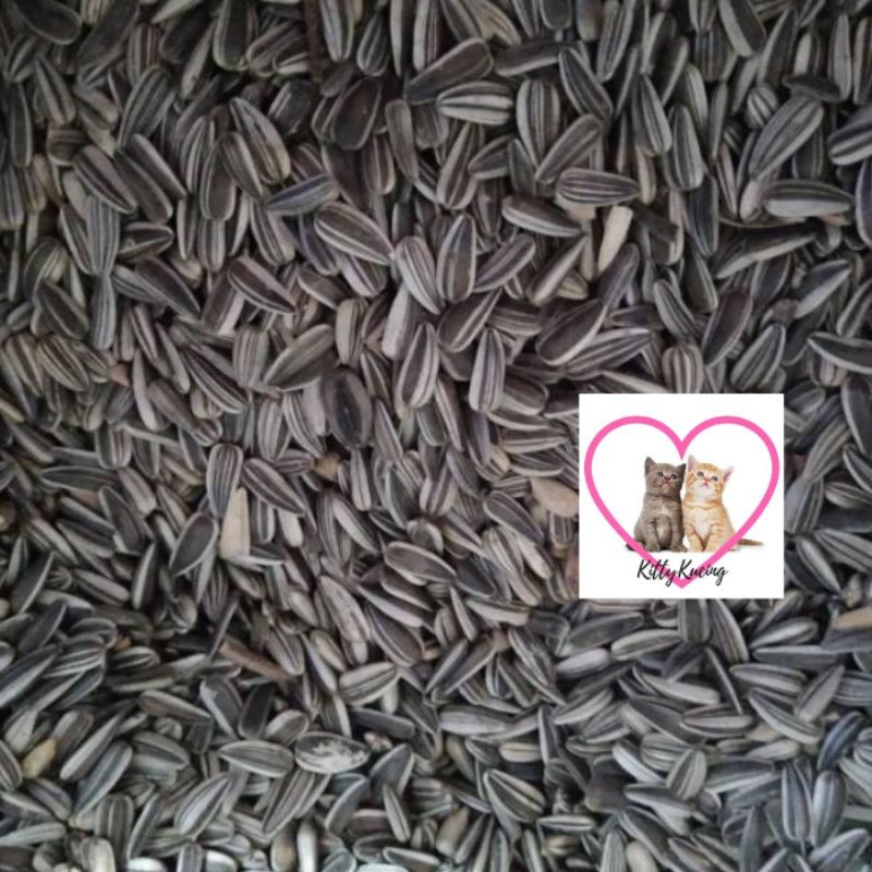 Kuaci Phoenix Makanan Hamster Burung Phonix