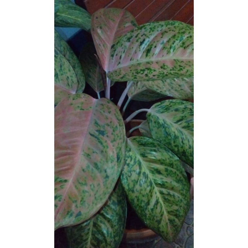 Sri Rezeki (Aglaonema)

