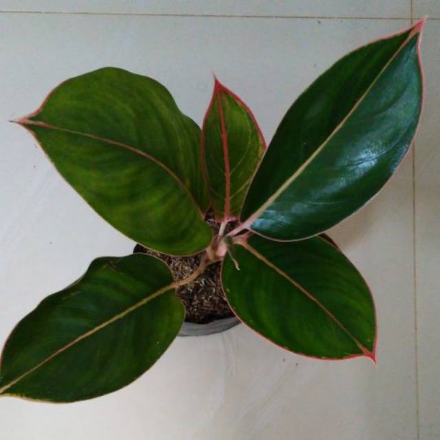 Tanaman hias Aglonema flamingo/aglonema flamingo