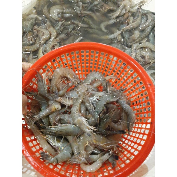 

DIJUAL UDANG API - API SEGAR KUALITAS DIJAMIN