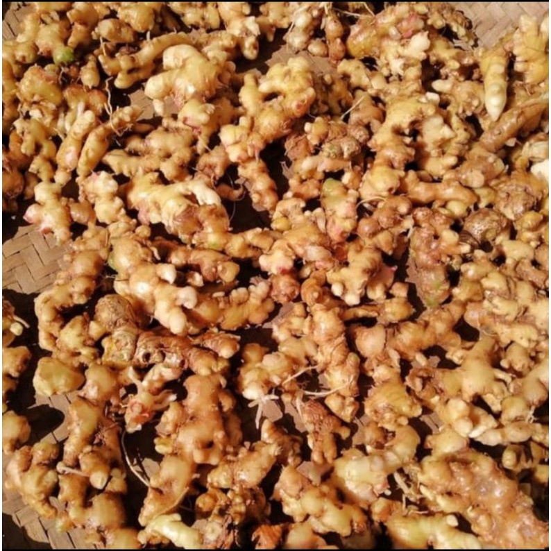 

jahe emprit 250gram fresh baru panen