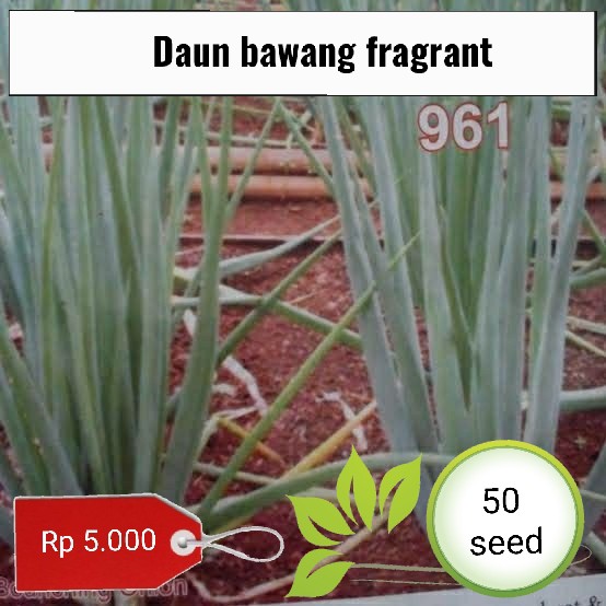 benih biji Daun bawang fragrant dataran rendah