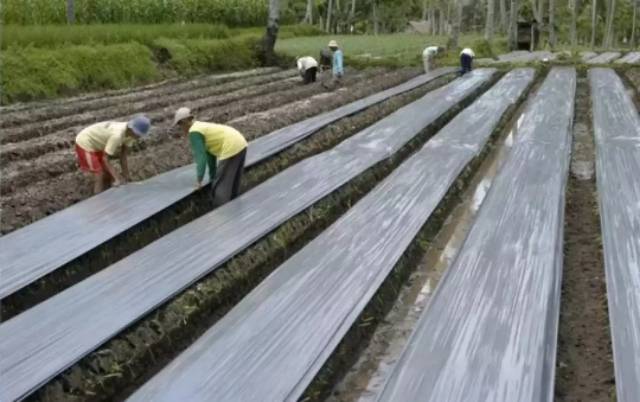 Plastik Mulsa Hitam Perak Lebar 120cm Tebal 0.03mm