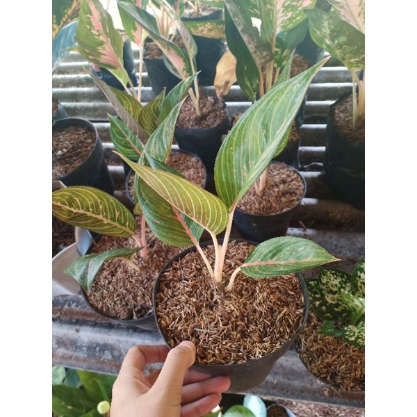 Aglonema legacy hijau termhurah