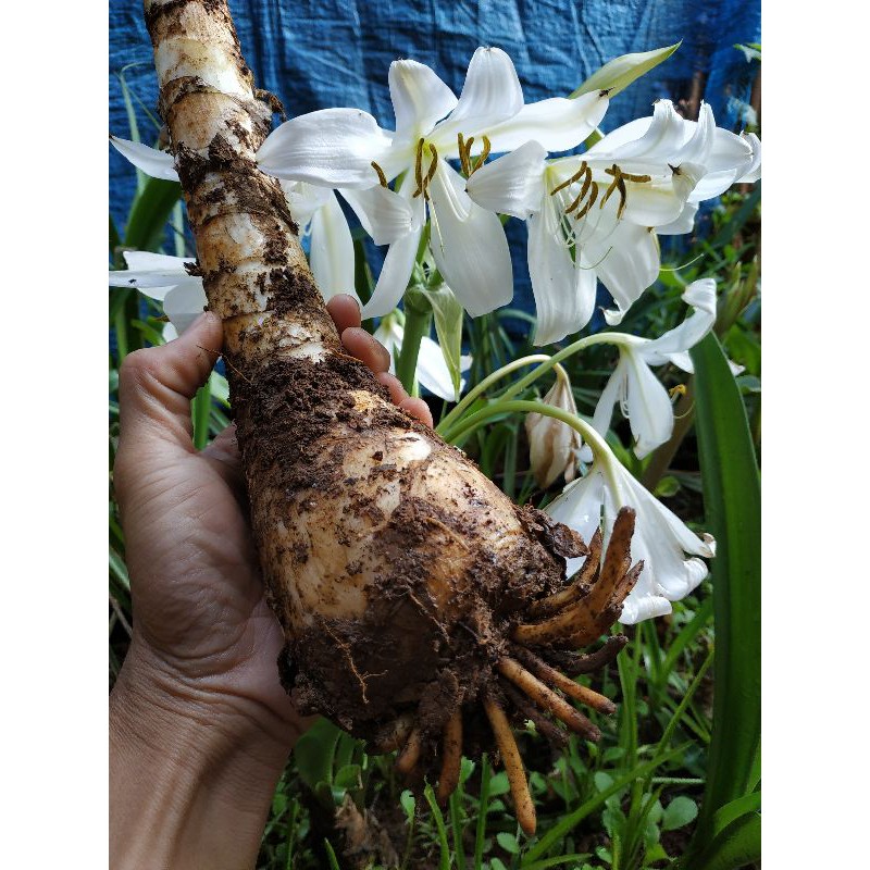 UMBI BUNGA BAKUNG PUTIH / BIBIT BUNGA LYLY PUTIH / UMBI AMARILIS PUTIH