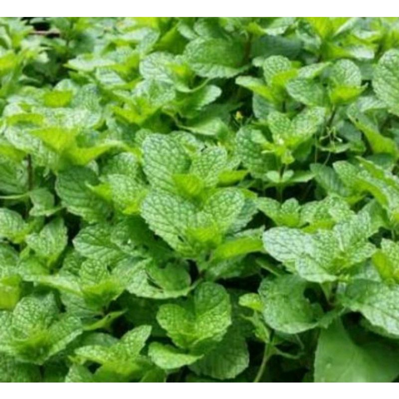 

DAUN PEPPERMINT/DAUN MINT SEGAR 500 GRAM