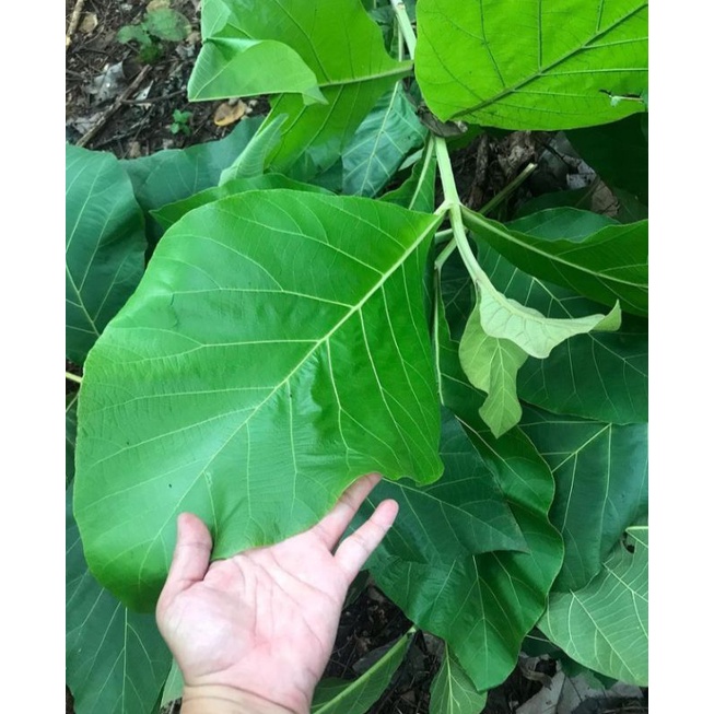 

DAUN JATI SEGAR