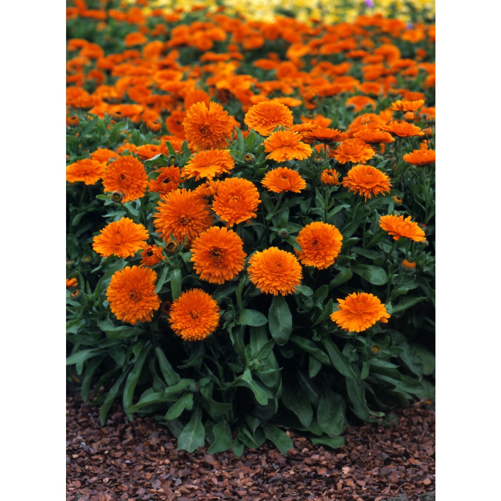 Benih Bibit Biji - Bunga Calendula Orange King Flower Seeds - IMPORT