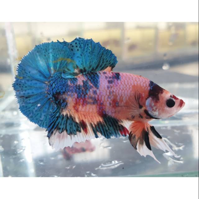 Cupang koi hmpk multicolour