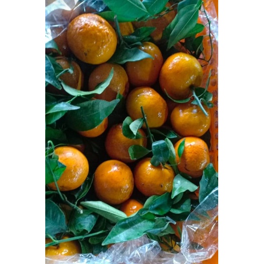 

Jeruk Wokam Daun 1kg