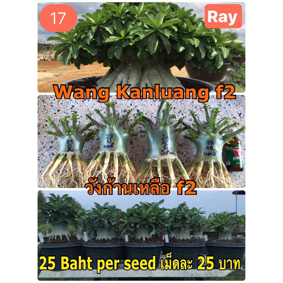 Benih Biji Adenium Wang Kanluang F2 Import Thailand