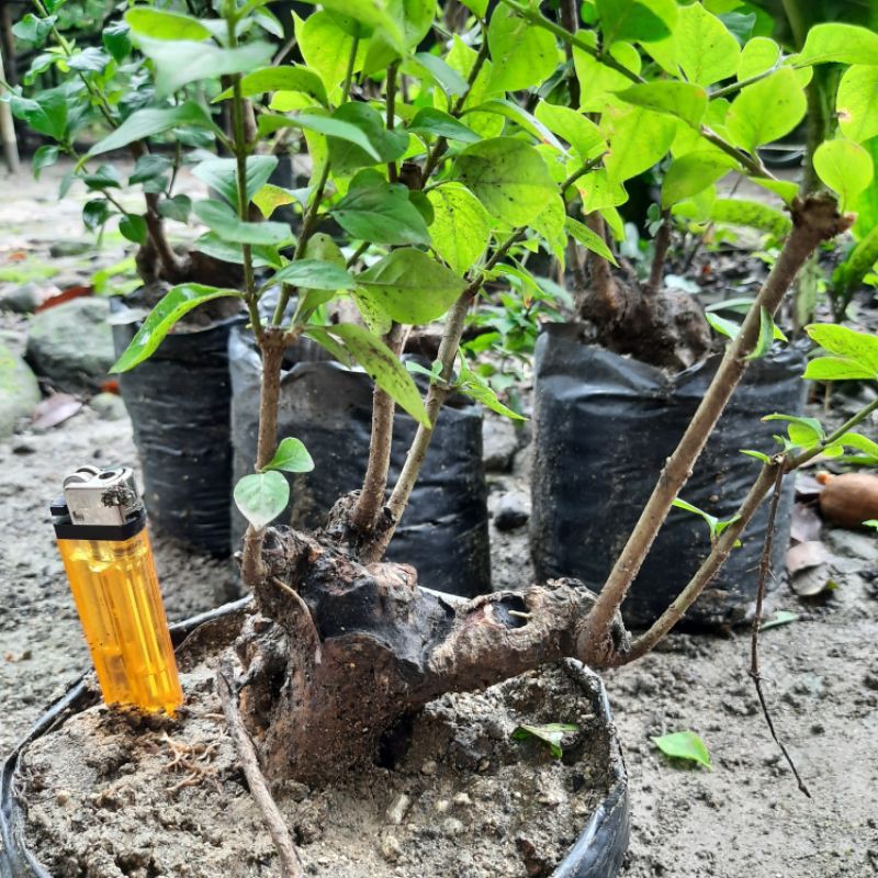 bahan bonsai gulgum gulo gumantung.