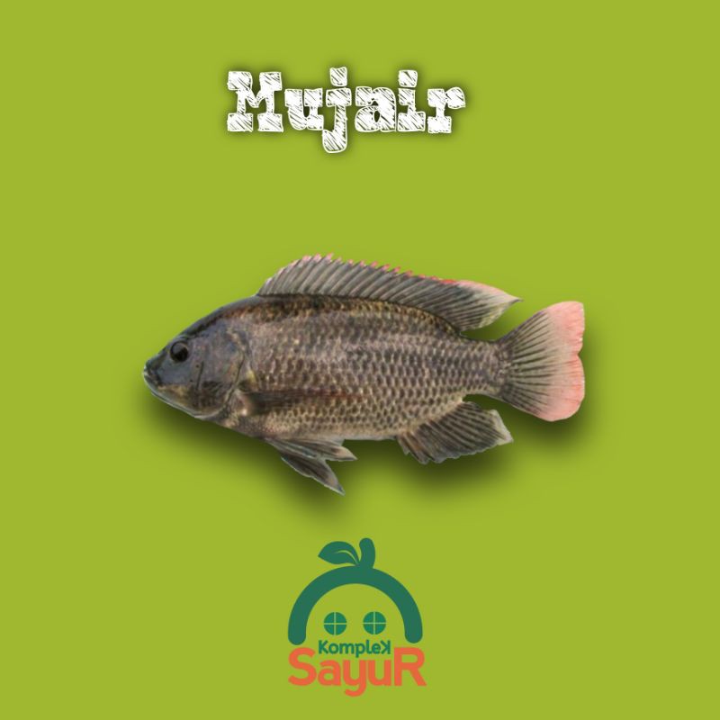 

Ikan Mujair / Muji / Nila Segar Hidup