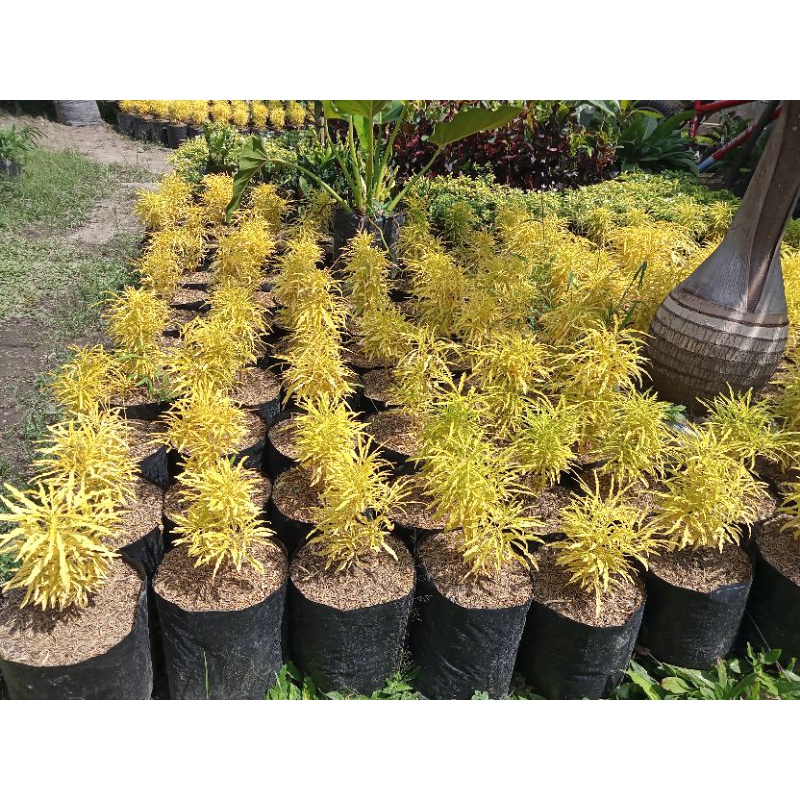 bunga brokoli kuning