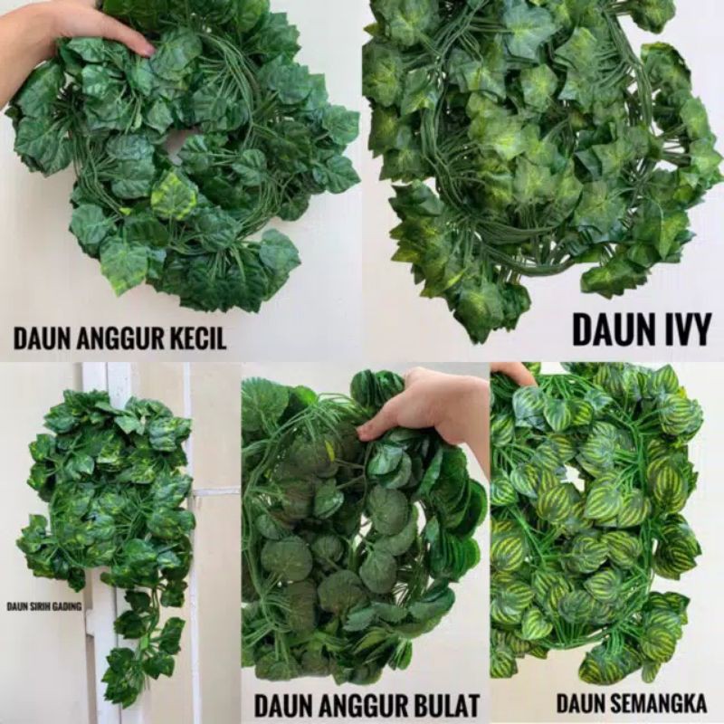 Jual Daun Hias Rambat Rotan Anggur Bulat Ivy Srigading Semangka Mangkok ...