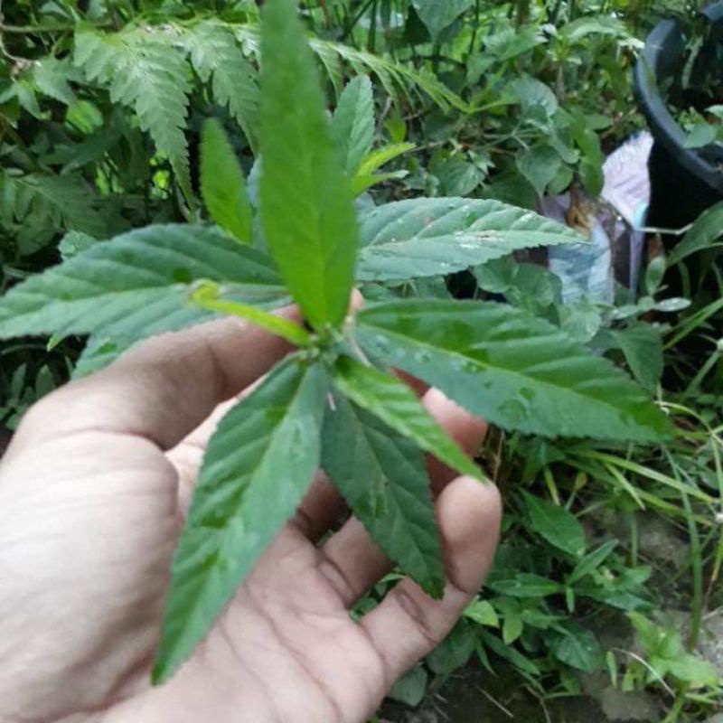 

Daun Sidagori Atau Sidaguri Segar Langsung Petik