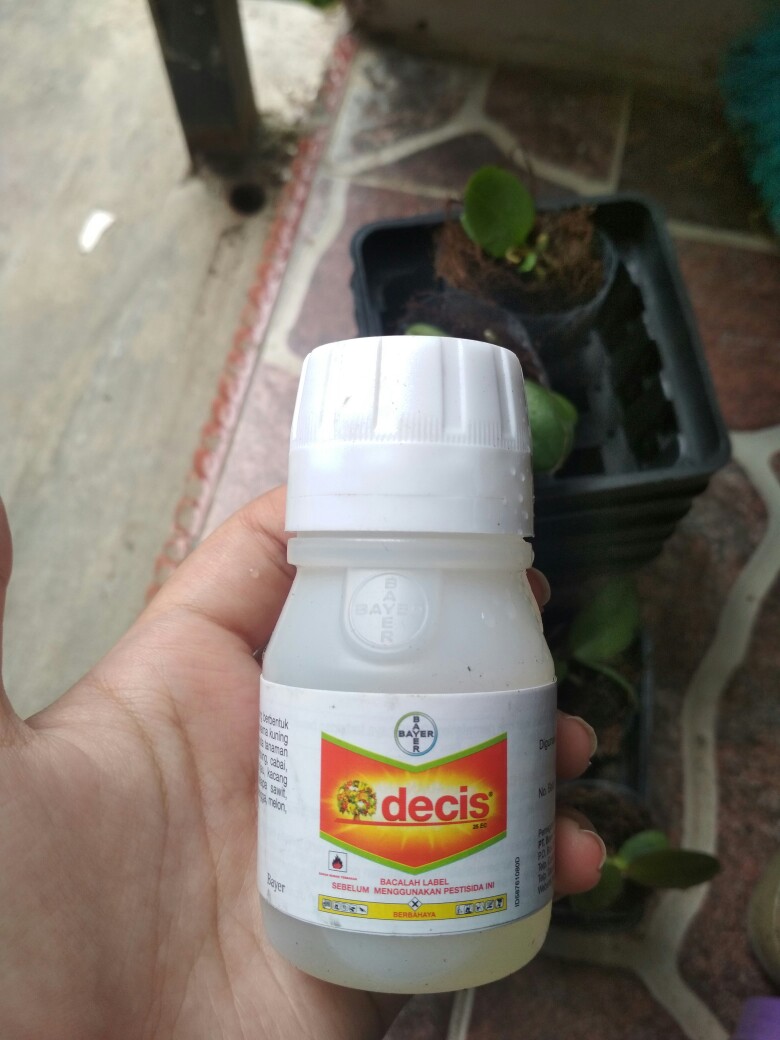 Decis 25 Ec 50 Ml Insektisida Hama Tanaman Hortikultura Buah Sayur Bunga