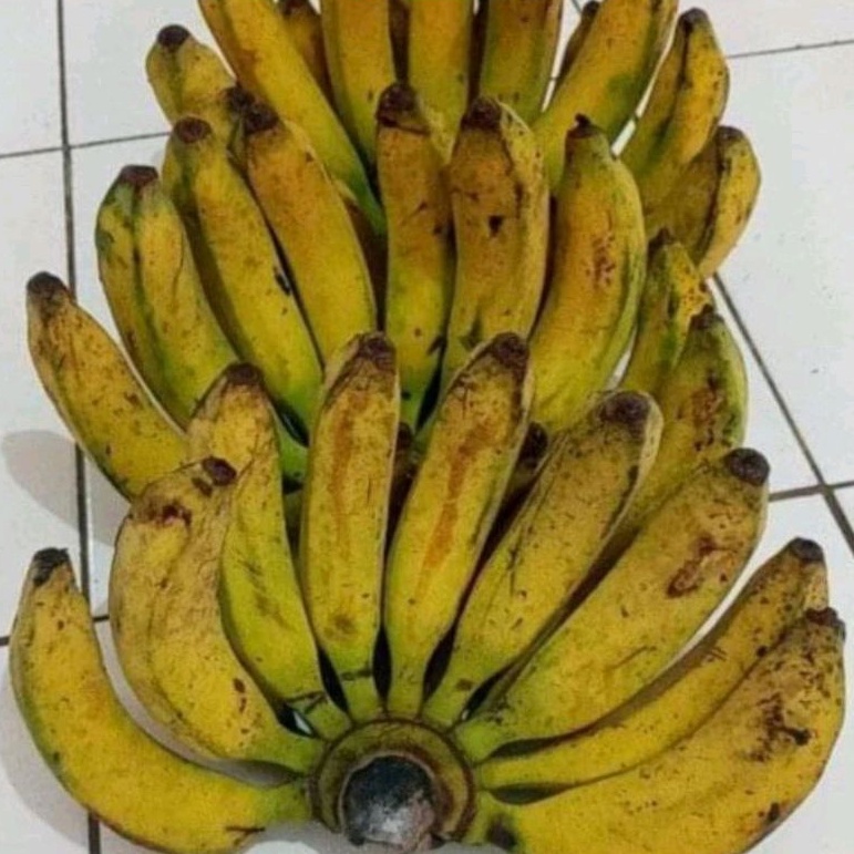 PISANG RAJA BULUH/RAJA SAJEN SATU SISIR