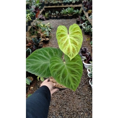 tanaman hias verucosum