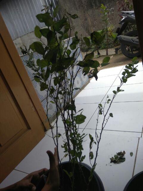 Bibit Bidara Arab/sidr 25-35cm