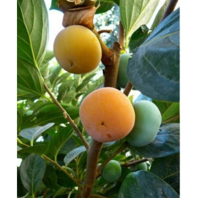 

BUAH KESEMEK POPOR / KAPUR