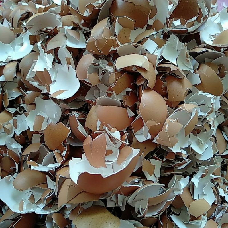 

Nyonya Prabot!! Cangkang / Kulit Telur