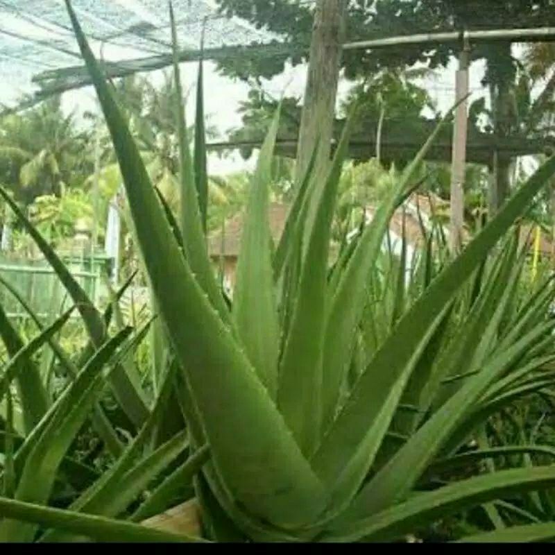 Jual tanaman lidah buaya besar | Shopee Indonesia