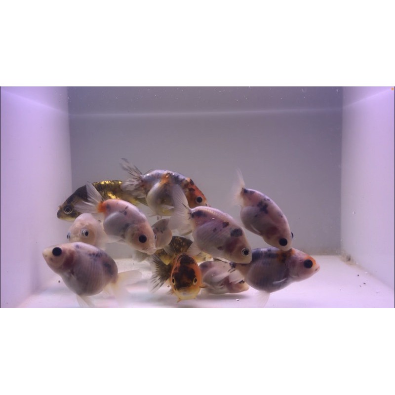 Ikan Mas Koki Ranchu PW/Calico