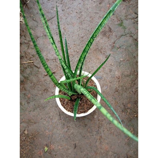 jual tanaman sansevieria fernwood - tanaman pembersih udara -