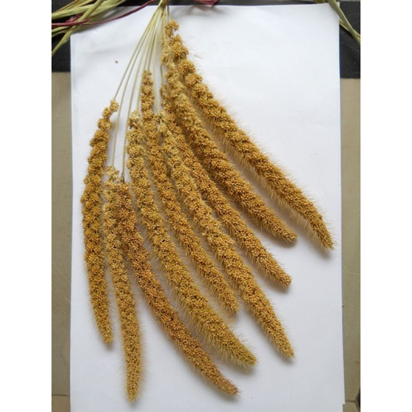 YELLOW FOXTAIL MILLET SPRAY | JEWAWUT TANGKAI | CEMILAN HAMSTER