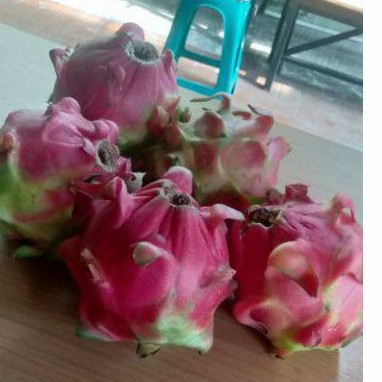 

Buah Naga Merah