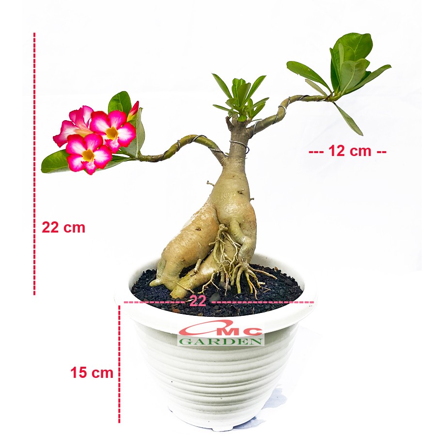 Tanaman Hias Bonsai Adenium Arabicum Obesum Kamboja Jepang B-KJ-014