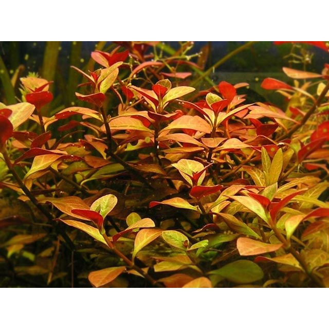 Ludwigia Repens - Tanaman Aquascape Pemula - Easy