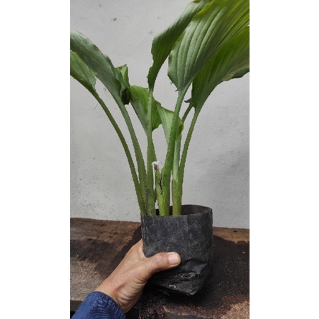 bibit kunyit hitam kaempferia parviflora asli