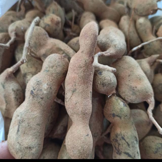 

Asam jawa muda 500gr