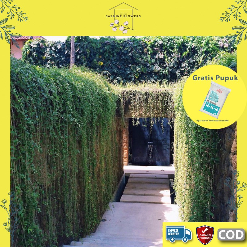 Tanaman Hias bibit bunga Li Kwan Yu / Lee Kwan Yew hidup segar murah asli