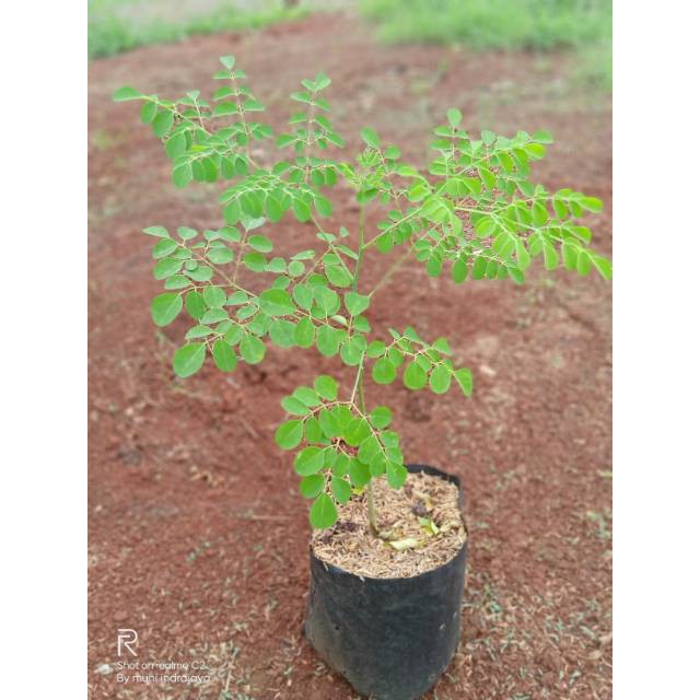 Bibit Tanaman Daun Kelor Pohon Kelor Bibit Kelor Moringa Oleifera