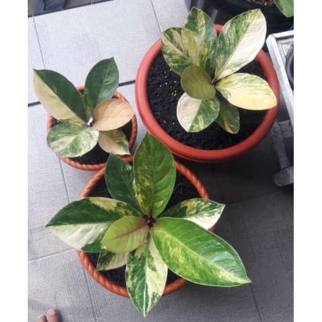 jemani mangkok tornado var remaja