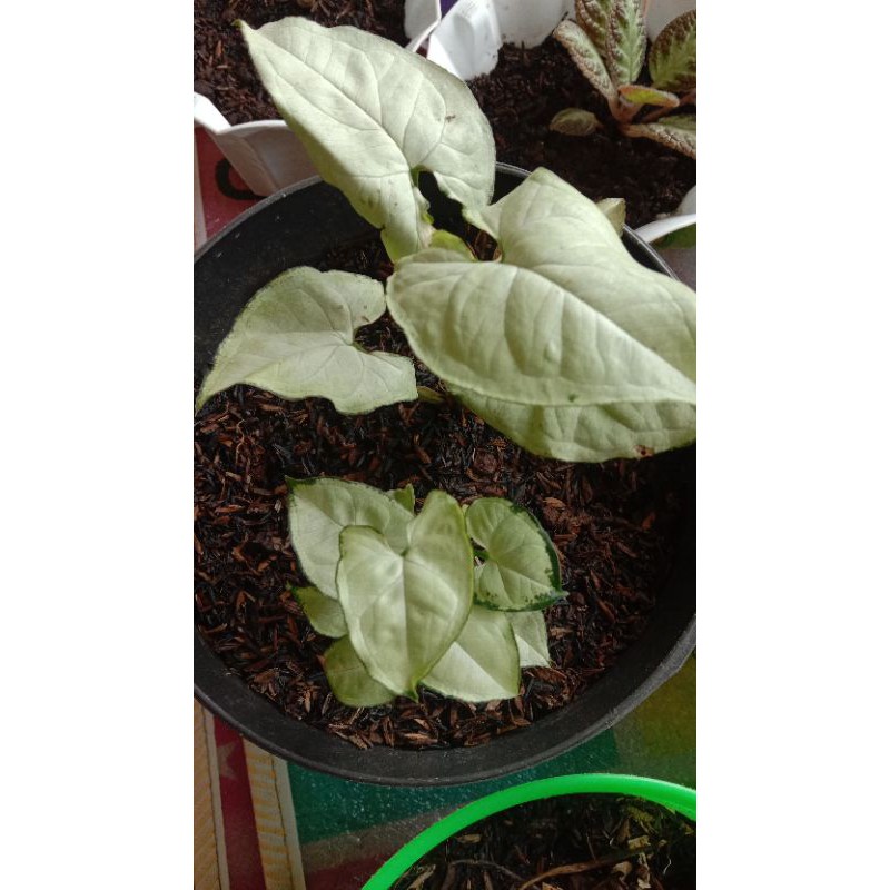 Singonium Putih Singonium Salju Singonium Silver Singonium Liliput