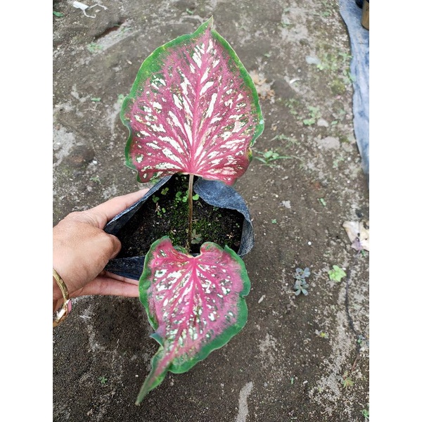 Caladium Lancer worton