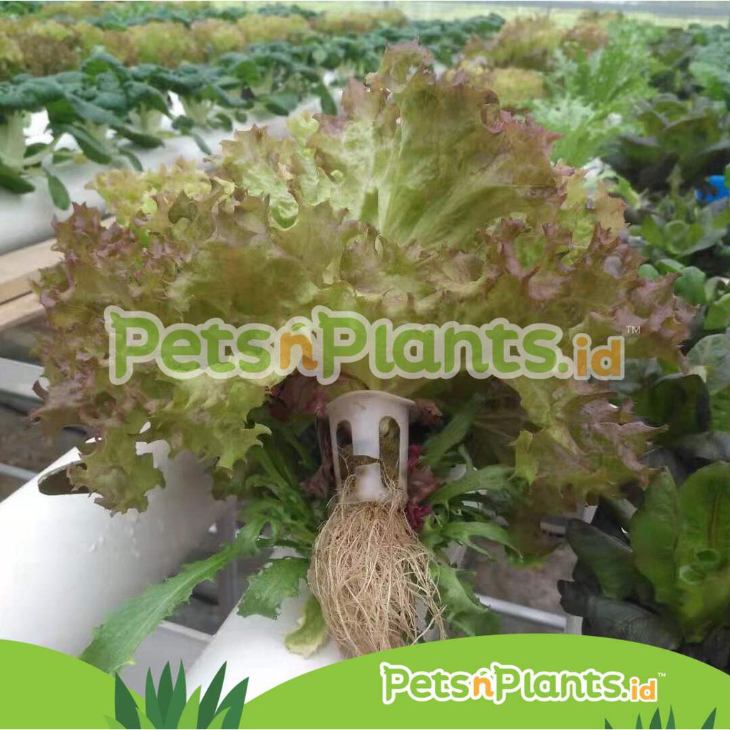 HIDROPONIK SET LENGKAP PIPA 3,5 INCH 9 CM FOOD GRADE IMPORT 40 LUBANG PENGGANTI SISTEM DUTCH BUCKET