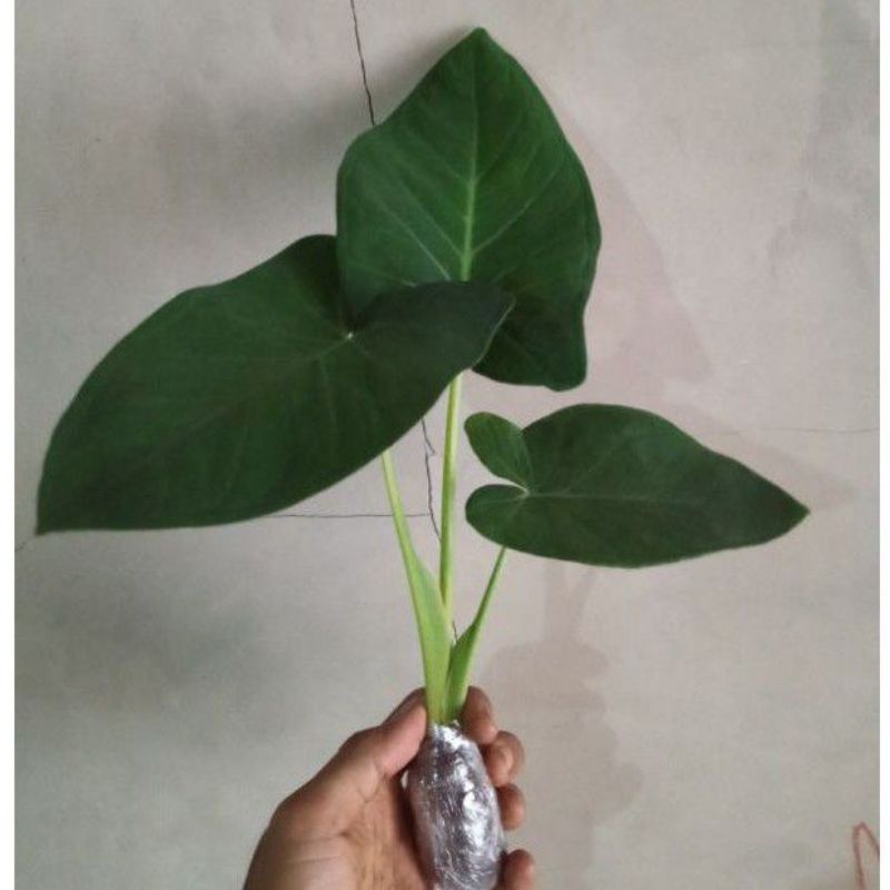 tanaman hias bibit pohon kimpul/talas kimpul/lompong kimpul/bibit talas kimpul