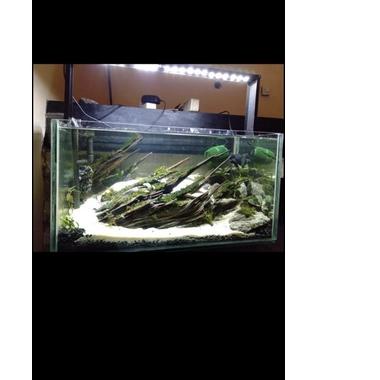 [jro⭐655] kayu rentek api irian runcing aquascape hardscape paludarium vivarium K0DE⭐770