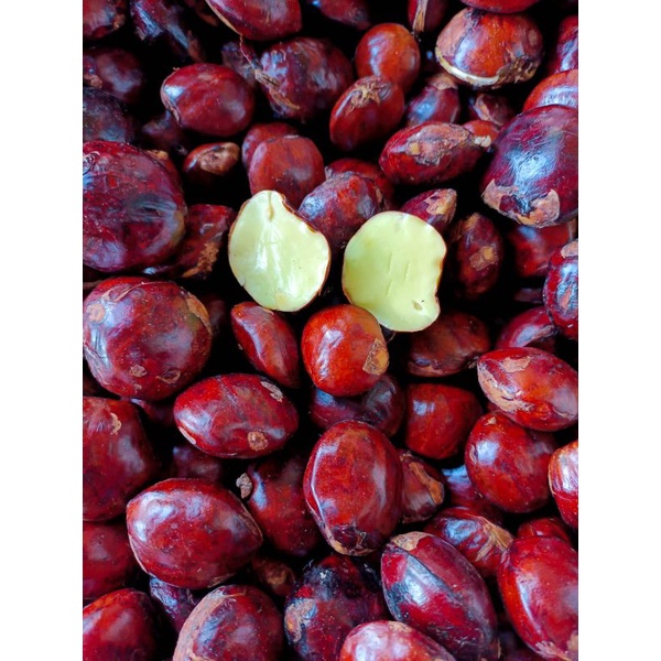 

PROMO COD TERMURAH JENGKOL TUA